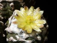 Thumbnail of 0552_Copiapoa hypogaea_20150723_02(1).JPG
